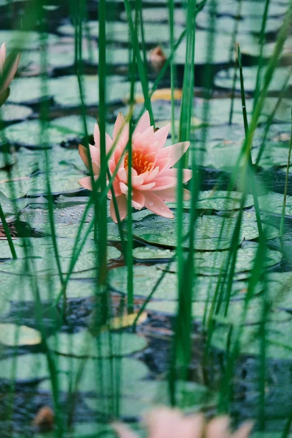 pexels-lily-lili-17626726-32308455